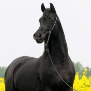 Foaling Announcement